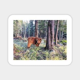 Scottish Highland Cattle Calf 1594 Magnet