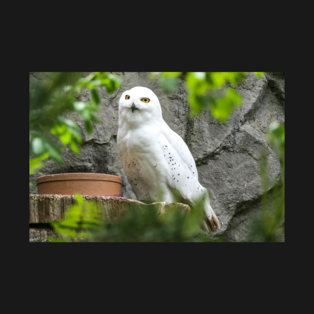 Snow owl by lightsfromspace