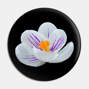 white crocus, crocuses, spring flowers, bloom Pin