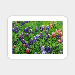 Field of Multicolored Bluebonnets Magnet