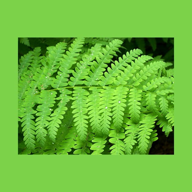 Lispe Fern by Lispe