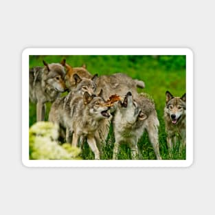 Timber Wolves Magnet