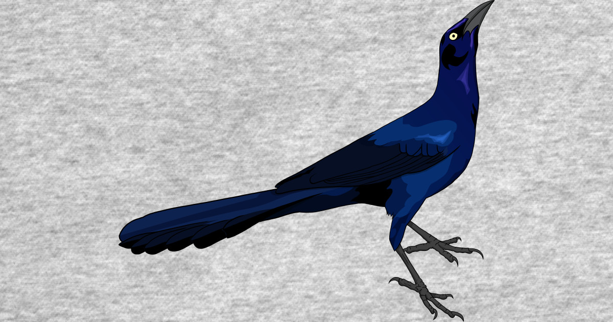 Great-tailed Grackle by feathered-focus