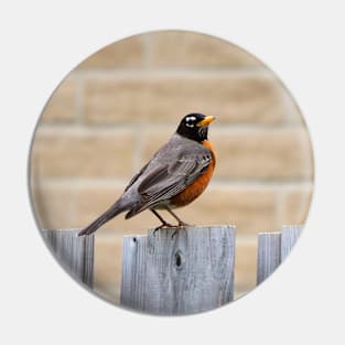 An American Robin Standing On A Fence In My Backyard Pin