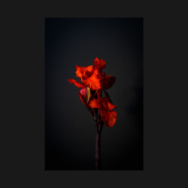 Red Canna Lilies Still Life by blossomcophoto