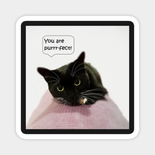 You Are Purrr-fect Magnet