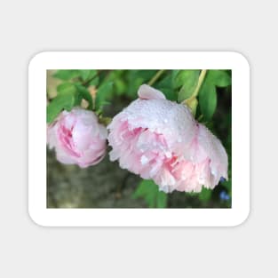 Peonies after the Rain 2 Magnet