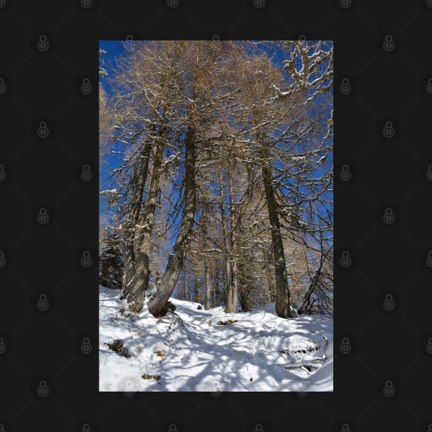 Snowy Trees on Monte Lussari by jojobob