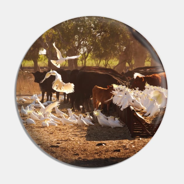 Cows & Cockatoos on an Australian Farm Pin by karenmcfarland13