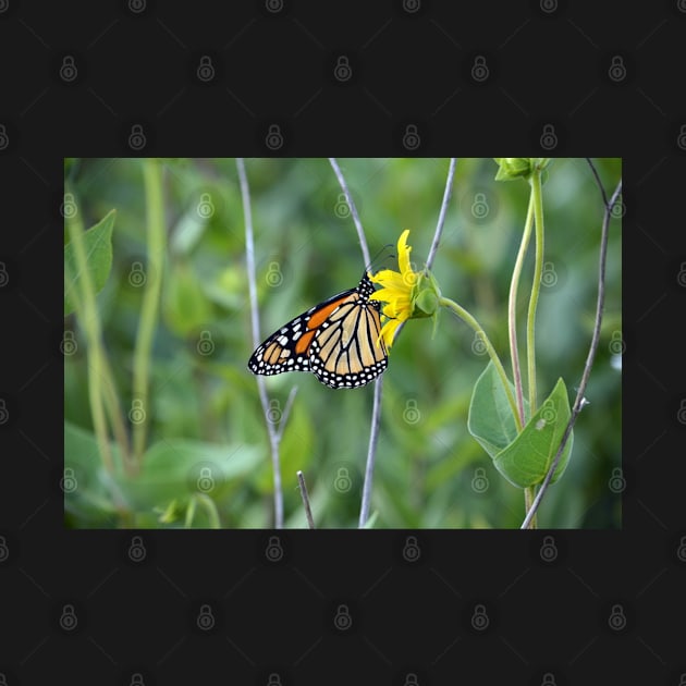 Monarch Butterfly by Drgnfly4free