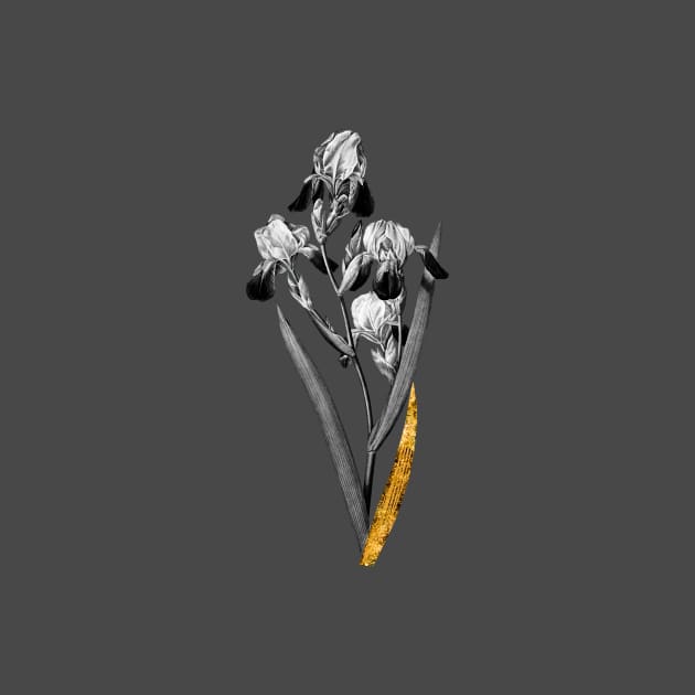 Black and Gold Leaf - Elder Scented Iris - Vintage Botanical by Holy Rock Design