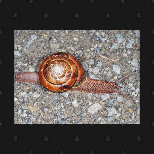 Pacific sideband snail (Monadenia fidelis) by SDym Photography