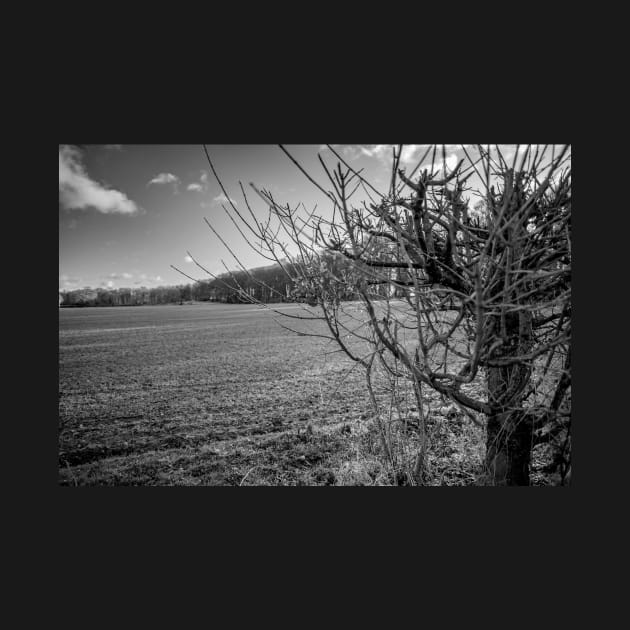 A leafless hedge in the English countryside by yackers1