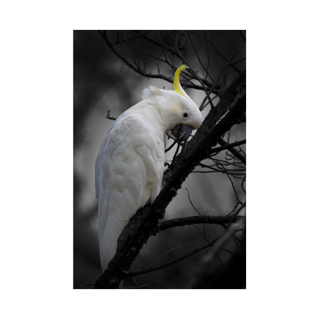 Sulphur-crested Cockatoo_3798A by seadogprints