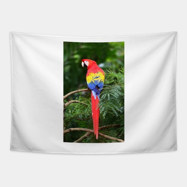 Scarlet Macaw - Costa Rica Tapestry by Jim Cumming