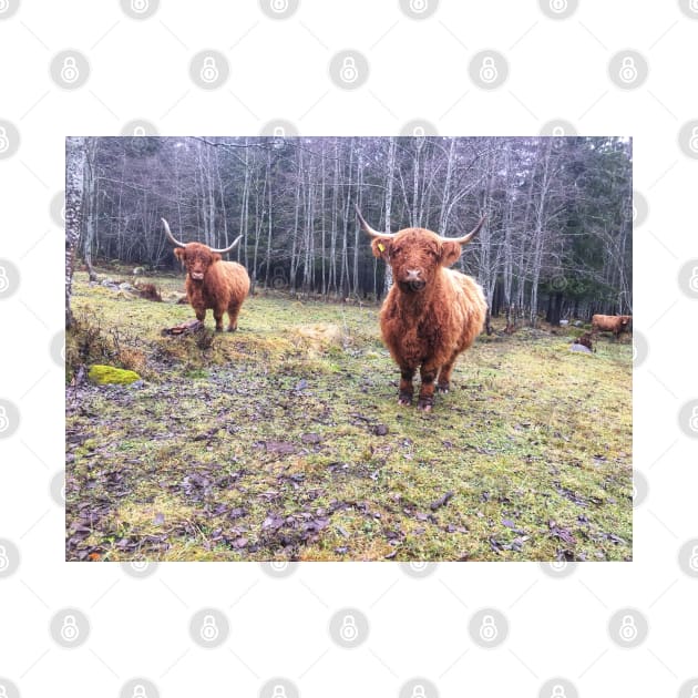 Scottish Highland Cattle Cows 2171 by SaarelaHighland