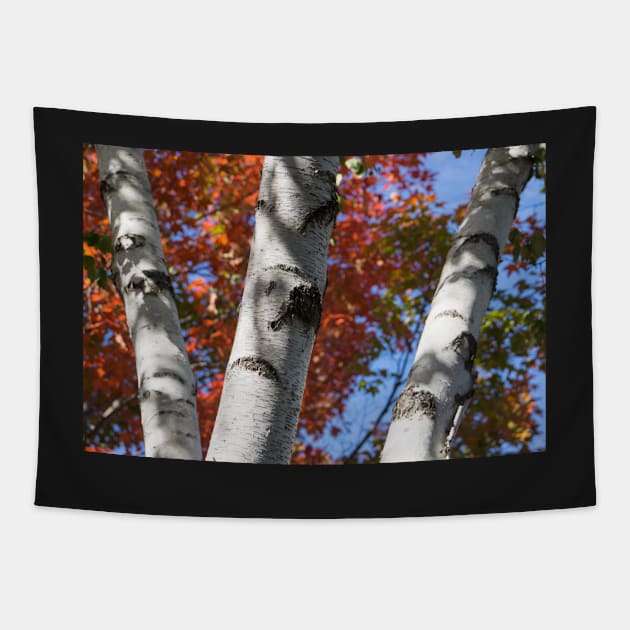 three white trunks Tapestry by sma1050