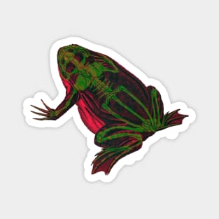 Skeleton Frog Interactive Magenta&Green Filter By Red&Blue Magnet