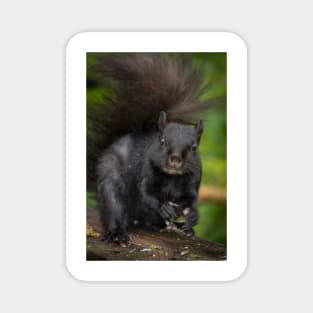 Eastern Grey Squirrel Magnet