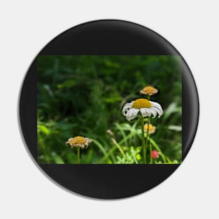 White and Yellow Flowers in a Field Pin