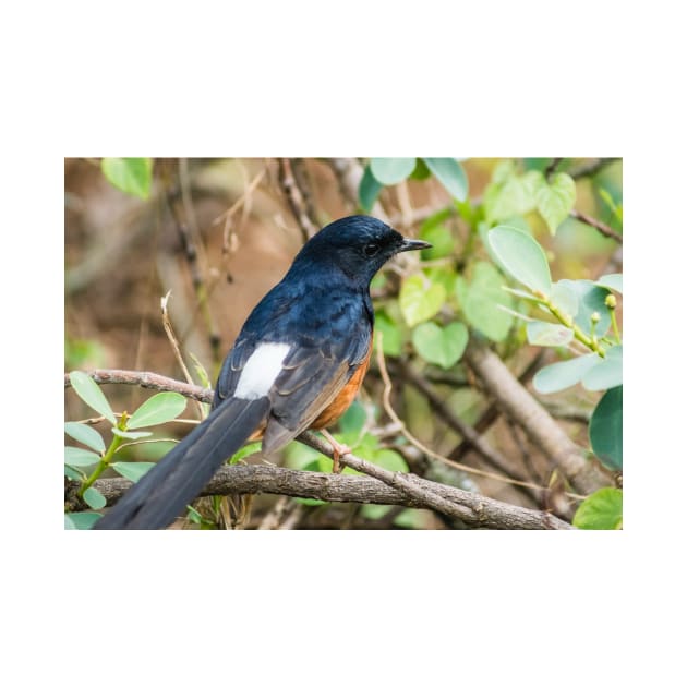 White-rumped shama by KensLensDesigns