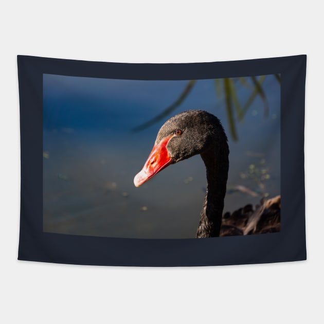 Head and neck of Black swan. Tapestry by sma1050