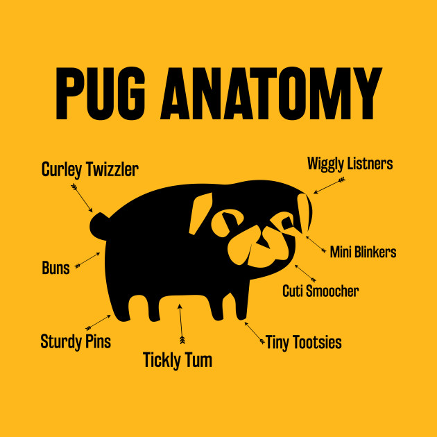 The Pug Anatomy by animericans