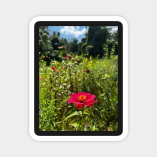 Field of Flowers Magnet