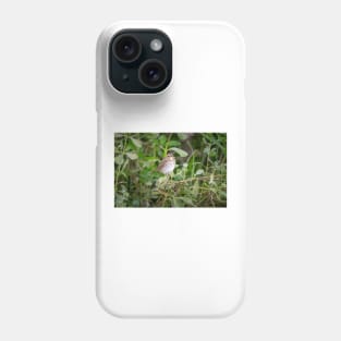 Swainson's Thrush Phone Case