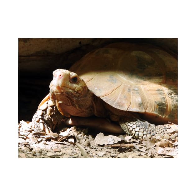 Elongated Tortoise by kirstybush