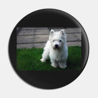 Westie puppy Pin