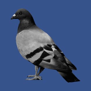 Pigeon 1 T-Shirt