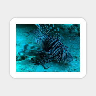 lionfish Magnet