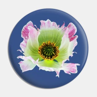 Papaver somniferum Pin