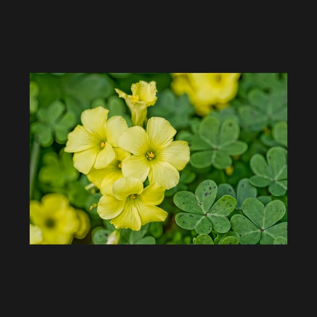 Yellow Flowered Clovers by randymir