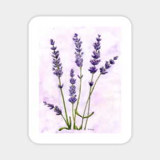 lavender Magnet