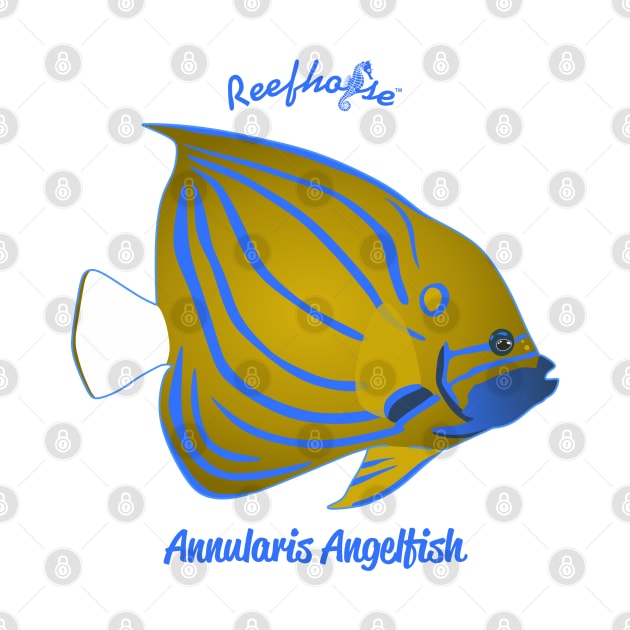 Annularis Angelfish by Reefhorse