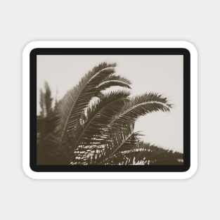 Black And White Palm Magnet