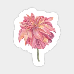 Watercolor daliah watercolor botanical painting pink and yellow Magnet