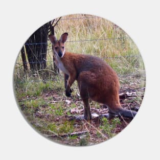 Red Necked Wallaby! Pin