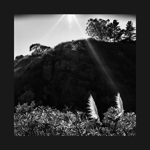 Pampas Grass, Glen Canyon Park, San Francisco by rodneyj46