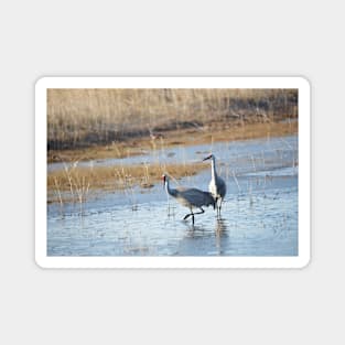 Sandhill Cranes Wading thru the Malheur NWR Magnet