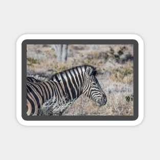 Namibia. Etosha National Park. Zebra. Magnet