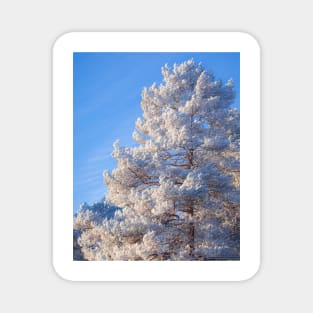 Hoarfrost pine tree Magnet