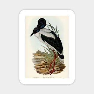 Jabiru. Stork. Elizabeth Gould Magnet