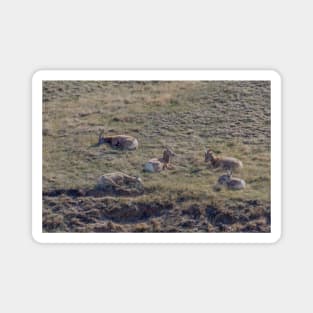 Bighorn Sheep Resting in the Grass Magnet