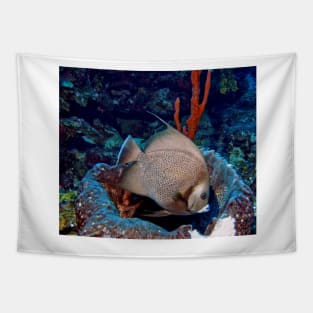Caribbean Grey Angel Fish along a Coral Reef Tapestry