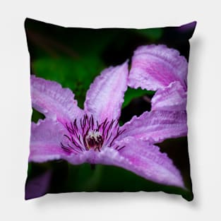 Clematis in Purple Pillow