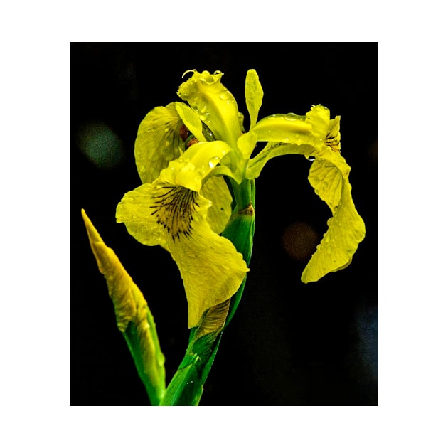 Yellow Swamp Iris by fparisi753