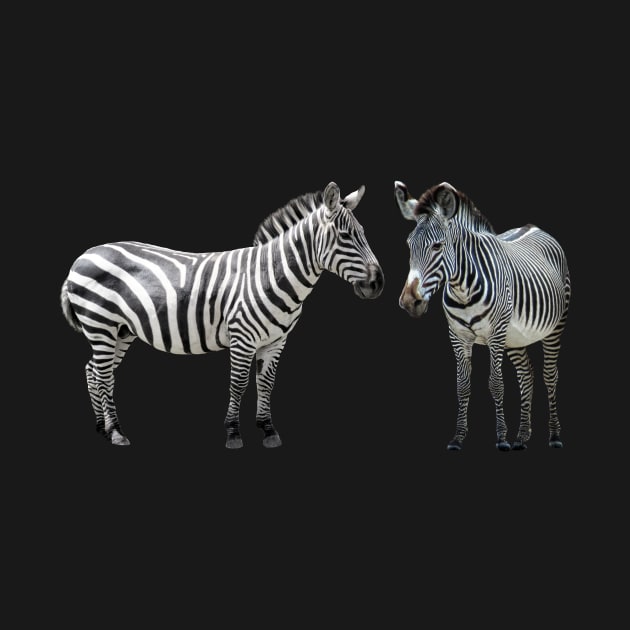 Grevy´s Zebra with Common Zebra in Kenya / Africa by T-SHIRTS UND MEHR